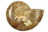 Jurassic Cut & Polished Ammonite Fossil (Half) - Madagascar #223253-1